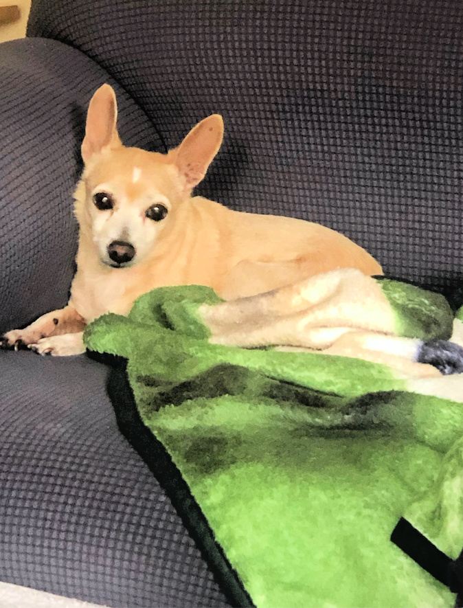 Gigi is sweet and well behaved